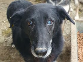 Trixie, wer hat ein Herz für eine ältere, sehr liebenswerte Hundedame? 7 J, 51 cm