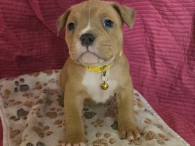 American Bully Pocket Welpen