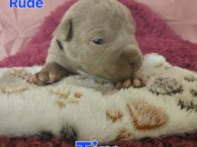 American Bully Pocket Welpen