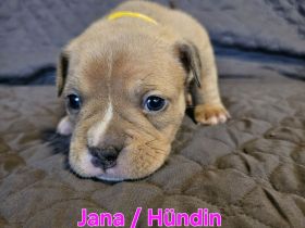 American Bully Pocket Welpen