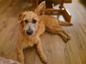 Pia 3 (Weiblicher Terrier-Mischling)