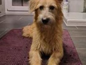 Pia 3 (Weiblicher Terrier-Mischling)