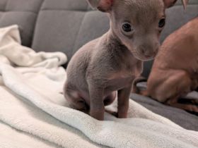 Russkiy Toy Rüde / Welps sucht ab 01.12.2025 Neues zuhause Silber Grau