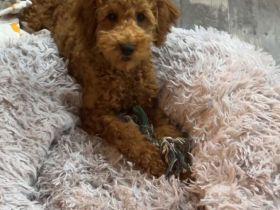 Pudel Rüden Toy-Zwerg