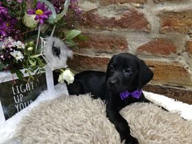 Wunderschöne  Labrador  Welpen  männlich und  weiblich