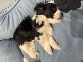 Bichon Havaneser Mix Welpe sucht seine Familie