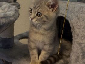 Katze Britisch Kurzhaar