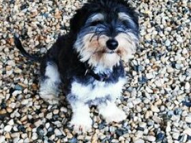 Bela, Havanesermix, geb. 5/ 2024, freundlicher Jungrüde