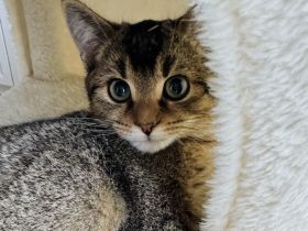 BKH Kitten | Britisch Kurzhaar | 3 Monate alt