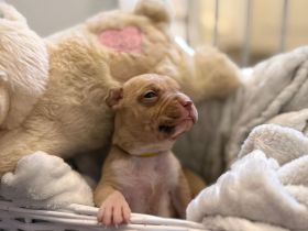 9 American Bully xl Welpen  suchen ihr Liebevolles  für immer zuhause