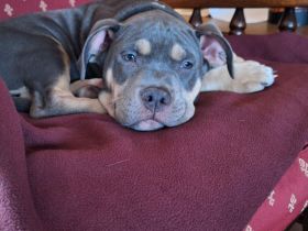 1 American Bully xl Welpen  Blue Tri  suchenihr Liebevolles  für immer zuhause