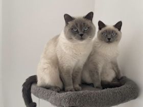 Zwei liebevolle BKH Kater suchen ein neues Zuhause