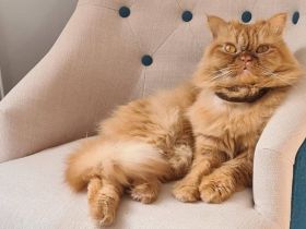 Jacko sucht Ruhe und Geborgenheit