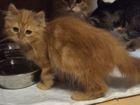 Süsse MaineCoon Kitten suchen ein liebevolles Zuhause
