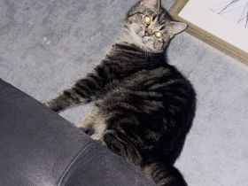 Schöne MaineCoon Kitten suchen ein liebevolles Zuhause