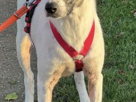 Chestnut, ein freundliches Mädchen auf der Suche nach ihren Menschen