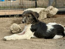 Raika, neugieriges Welpenmädchen, sucht liebevolles Zuhause