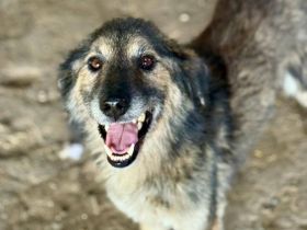 Mortimer, 6 Jahre, sucht ein Körbchen als EInzelprinz