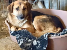 Kimmi, stattlich, freundlich, Menschen bezogen....wer hat ein Körbchen für ihn frei?