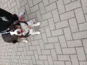 Hùndin Luna zu Verkaufen