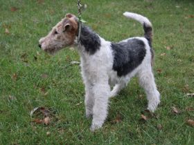 Drahthaar Foxterrier Welpen mit Ahnentafel.