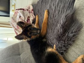 Reinrassige Deutsche Schäferhund mit Pedigre