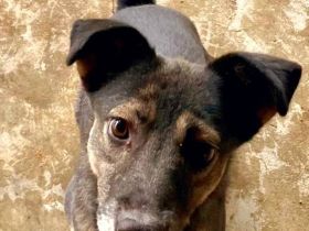 Kanzi, ein kleiner, freundlicher Rüde sucht sein Glück bei uns in Deutschland