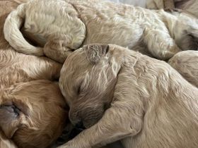 Goldendoodlewelpen