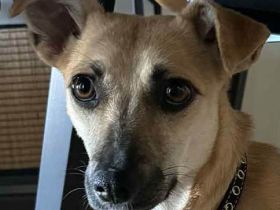 Neva sucht neues Vertrauen zum auftauen