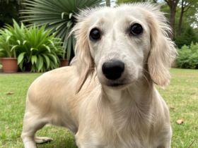 Wunderschöne Langhaar Zwergdackel Hündin Ivy in Cream