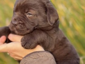 Neufundländer Dogge de Bordeaux Welpen