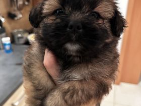 Shihtzu-Zwergspitz (Shipom) Welpen