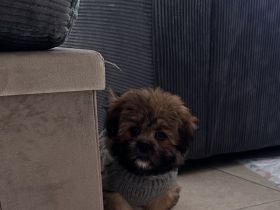 Shihtzu-Zwergspitz (Shipom) Welpen