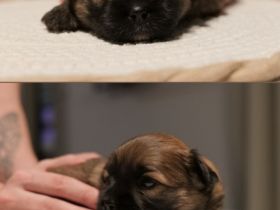 Shihtzu-Zwergspitz (Shipom) Welpen