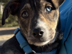 Süsses Hundebaby Dean!