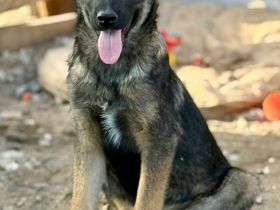 Giotto, ein freundlicher Welpe mit Flausen im Kopf, sucht Menschen mit Plan