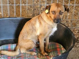 Angeleye, ein süsses, kleines Hundemädel sucht ein liebevolles Zuhause