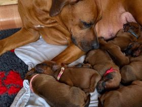 Rhodesian Ridgeback Welpen