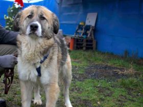 Swantje – eine sanfte Hüterin