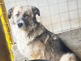 Swantje – eine sanfte Hüterin