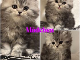 Reinrassige Perser Kitten