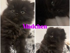 Reinrassige Perser Kitten