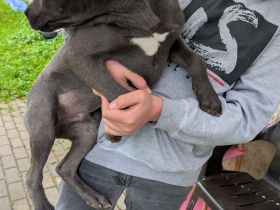 Grau silberne Labrador Welpen Mix 2 Rüden suchen ein Zuhause