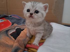 Bkh Kitten