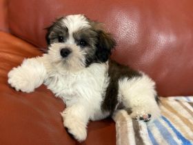 Kyi-Leo Welpen "vom Elfenwald" mit Ahnentafeln