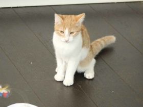 Maui sucht seine Familie