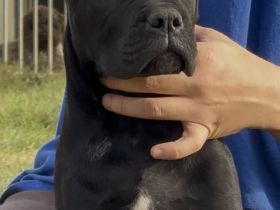 Cane corso puppies