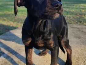 Pinscher x Bulldog Welpen. Abgabebereit.
