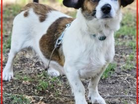 Nandel braucht dringend ein Körbchen