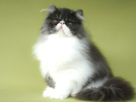 junge Perserkätzin aus Hobbyzucht